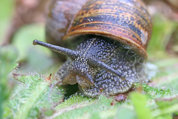 Close up of a garden snail