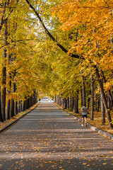 Alley in a city park on a sunny autumn day. A man jogs along the alley. A carpet of colorful leaves.