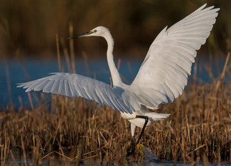 Little Egret hunting in the water