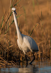 Little Egret hunting in the water