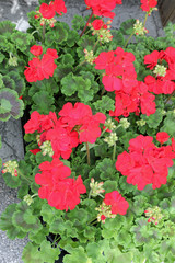 platns of red geraniums flowers