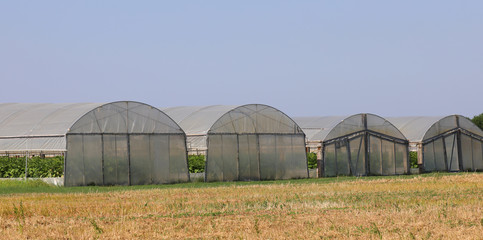 series of huge greenhouse to cultivated vegetables