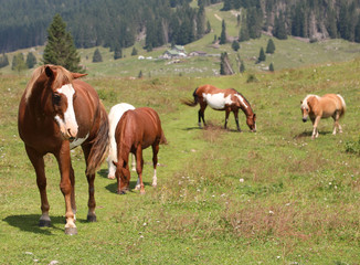 Naklejka na ściany i meble group of many horses at wild state