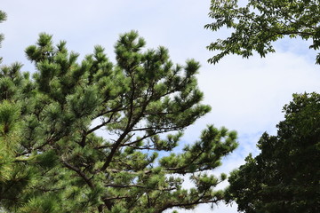 木と空