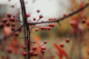 Red berries weigh on branch without leaves