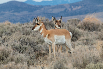 Pronghorn Antelope in the Utah Desert