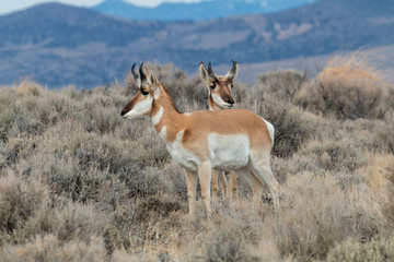 Naklejka na ściany i meble Pronghorn Antelope in the Utah Desert