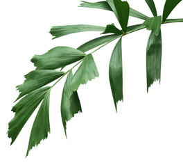 tropical green leaves of palm tree isolated on white background