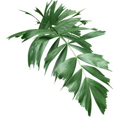 tropical green palm leave isolate on white background