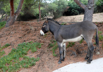 solitary Young donkey
