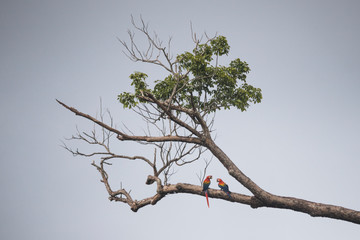couple of birds on a branch. Macaw couple