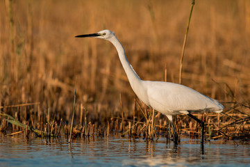 Little Egret hunting in the water