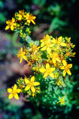 St. john's wort plant with blossoms