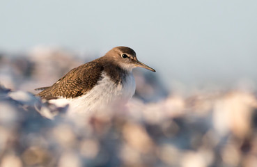 Common Sandpiper sitting on the ground