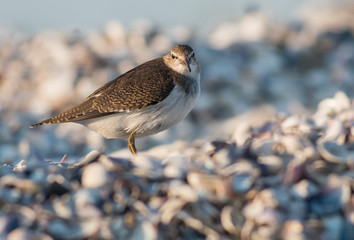 Common Sandpiper sitting on the ground