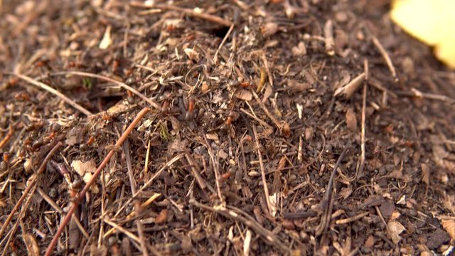Ants running around the anthill. Wild nature. Close-up