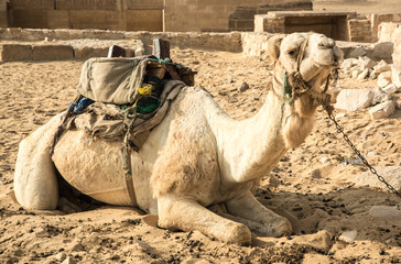 Camello egipto
