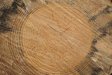 closeup of rings of cut spruce tree trunk