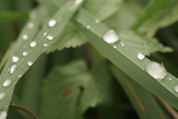 water droplets on the grass close up