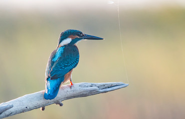 Common Kingfisher sitting on branch