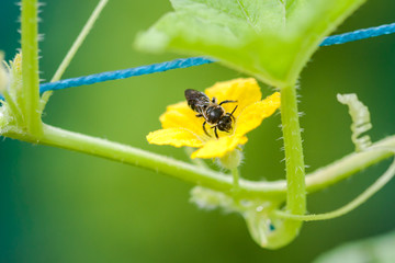 Honeybee collecting honey and pollen from a tiny yellow flower of cucumber plant