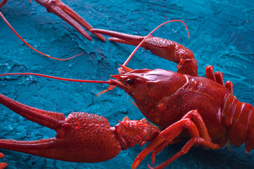 red crayfish, closeup