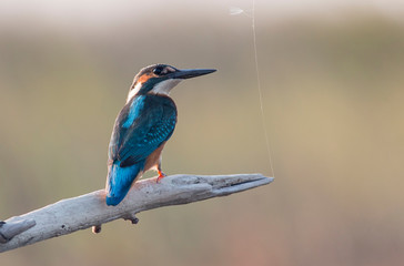 Common Kingfisher sitting on branch