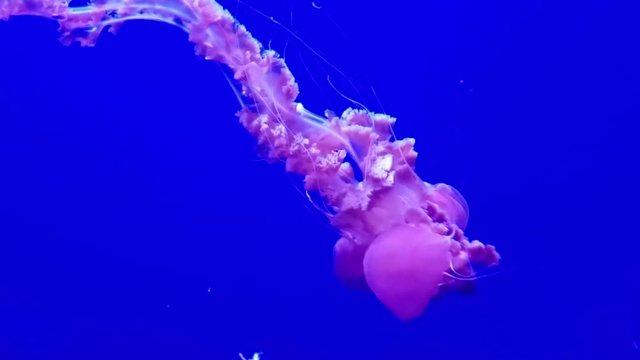 Jellyfish swimming in an aquarium for a marine life relaxing background