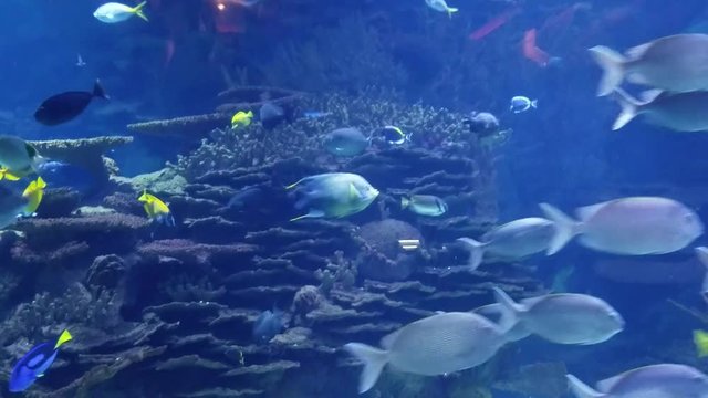 Tropical fish swimming in around a coral garden in an aquarium, for underwater seascape backgrounds