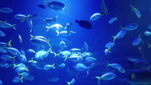 Tropical fish swimming in an aquarium, for underwater seascape backgrounds