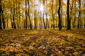 Obraz premium Alley in the park on a sunny autumn day. A carpet of colorful leaves and trees in the backlight of the sun.