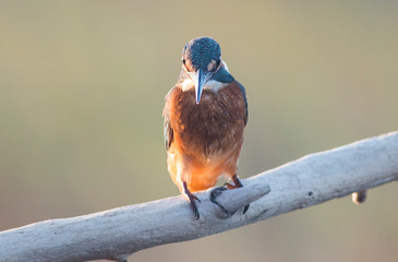 Common Kingfisher sitting on branch
