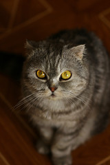 touching look cats British breed