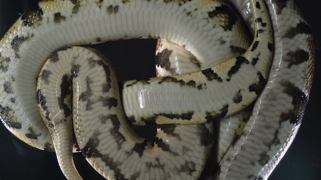 Footage of royal ball phytons, camera down