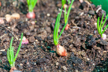 Small Onion sprouts growing in compost soil
