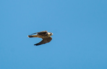 Hobby falcon hunting