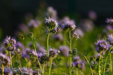 nature flowers background in summer