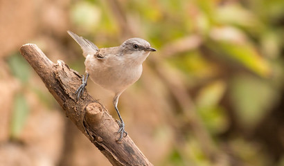 Lesser whitethroat sitting on branch