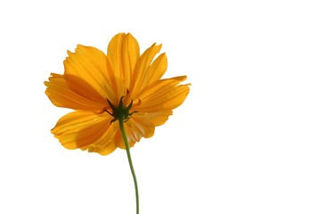 A single sweet orange cosmos flower blossom on white isolated background and copy space