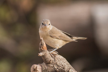 Garden warbler sitting on branch
