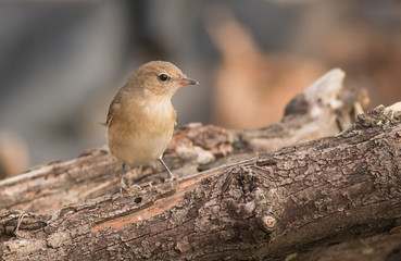 Garden warbler sitting on branch