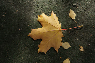 Yellow autumn leaf on dark natural background