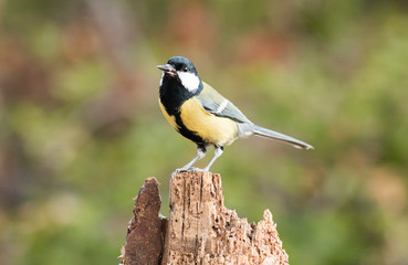 Great Tit sitting on branch
