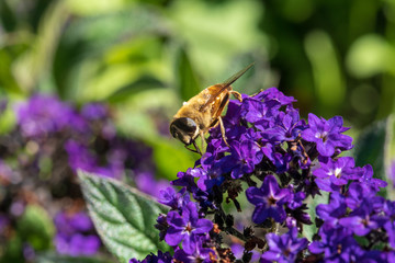 Nektar dank Bestäubung