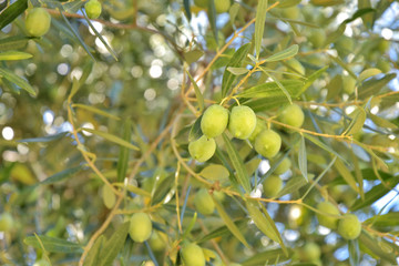 Branch of oil tree with green organic olives fruits with selective focus and green leaves on background. Olive tree orchard. Seasonal autumn harvest from olive trees. Greece olive tree in the garden