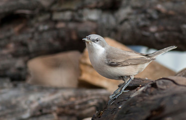 Lesser whitethroat sitting on branch