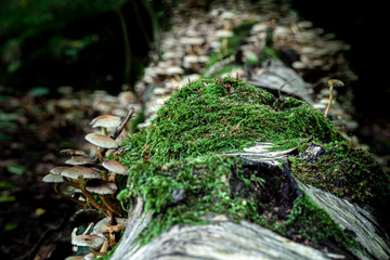 Clump of wild mushrooms growing in woodland
