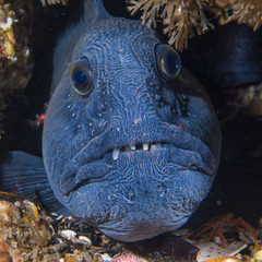 Atlantic wolffish (Anarhichas lupus) at Saltstraumen, Norway © Joern