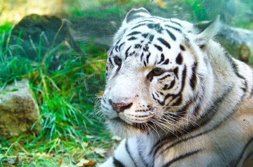 Bengal tiger on a green background