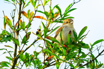 Red-backed Shrike-Lanius collurio young bird sitting on a twig at sunset.	